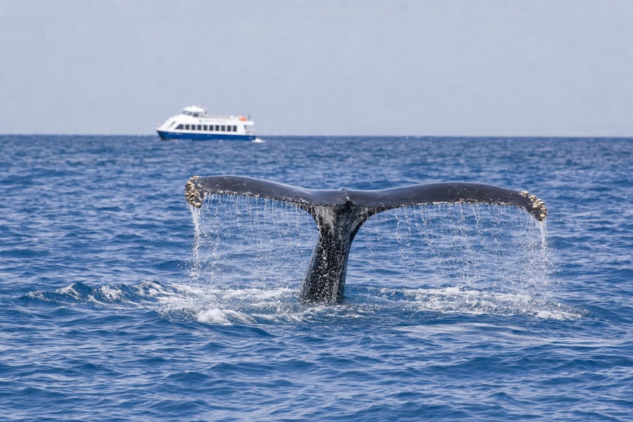 A humpback whale tail breaking the surface of Hawaiian coastal waters with a small tour boat visible at a distance