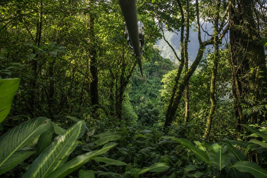 Zipline trolley and cable disappearing into green canopy above a Kauai valley in morning light